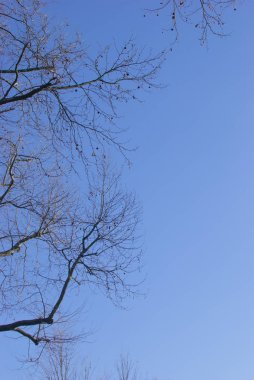 Kış doğa güneş ışığı altında