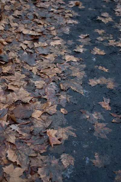 Çamur içinde kuru yapraklar