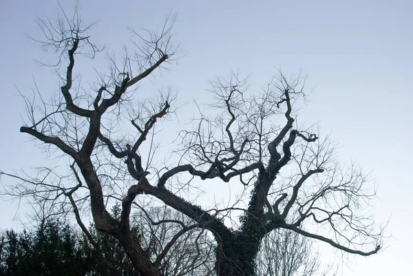 青空の背景に裸の枝をツイスト — ストック写真