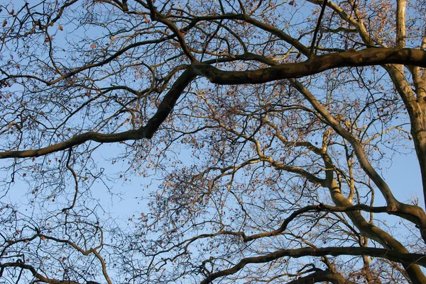 暖かい夕日の光の下での裸の枝をツイストしました 冬の自然 — ストック写真