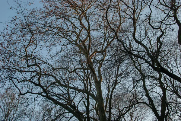 阳光下的纠结树枝 — 图库照片