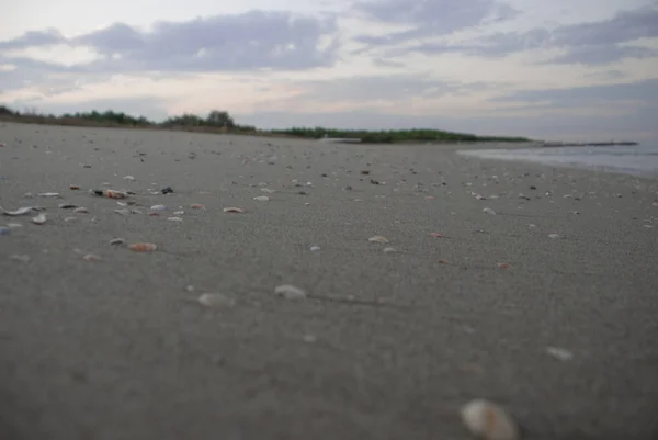 关闭散落在沙滩上的贝壳 — 图库照片