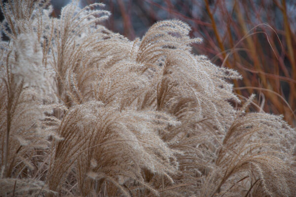 Stems of miscanthus sinensis in the wind