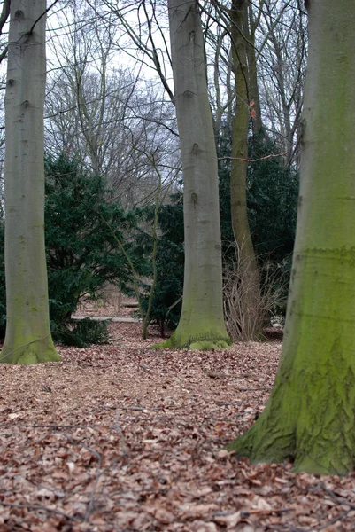 Colori Della Vegetazione Inverno Alberi Spogli Muschio Sulla Corteccia Cespugli — Foto Stock