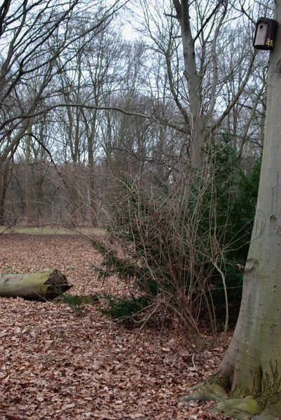 Vegetazione Nella Stagione Invernale Alberi Spogli Moquette Foglie Cadute — Foto Stock