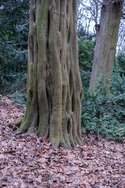 Ongewone Boomstam Het Bos — Stockfoto