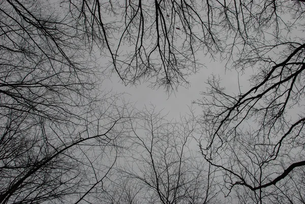 灰蒙蒙的天空上有树木的枝条 — 图库照片