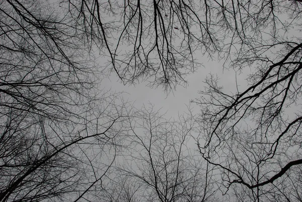 Ramas Árboles Desnudos Cielo Gris —  Fotos de Stock