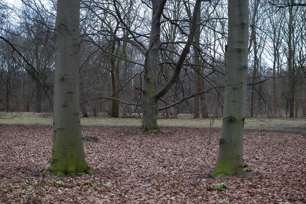 Φύση Χειμώνα Γυμνό Δέντρο Κλαδιά Twinsted Και Βρύα Στους Κορμούς — Φωτογραφία Αρχείου