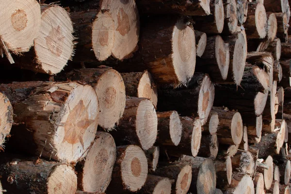 Stack of tree logs in the forest