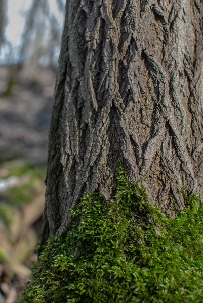 Musgo Cresce Casca Árvore — Fotografia de Stock