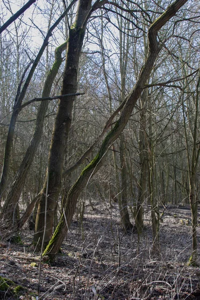 Skręcone Gołe Drzewa Lesie Zimą — Zdjęcie stockowe