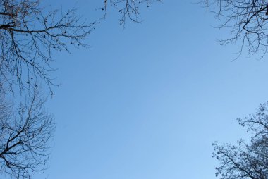 Mavi bir gökyüzü farklı ağaçta çıplak dallarında