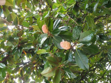 Parlak Manolya yeşil ışık-kırmızı meyveler ile yaprakları