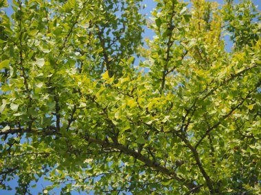 Parlak yaprakları tam ginkgo biloba ağacının dalını