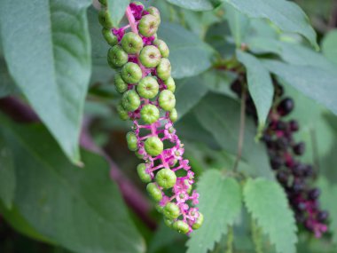Pembe çiçekler ve yeşil çilek Phytolacca Americana