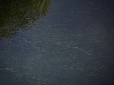 Sucul bitki nehir su mevcut tarafından taşındı