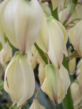 Yucca bitkisi çiçek açtı