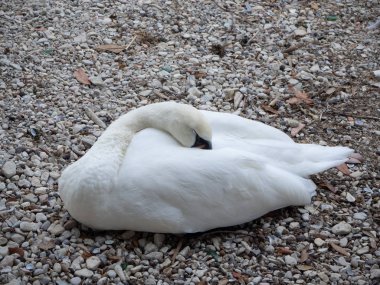 Bu zarif kuğu rahatlatıcı süre