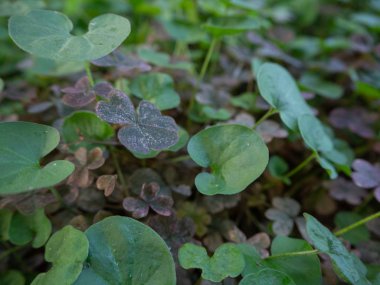 Çim içinde büyüyen pembe yonca ve dichondra yaprakları
