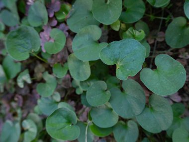 Dichondra yaprakları çim ortaya