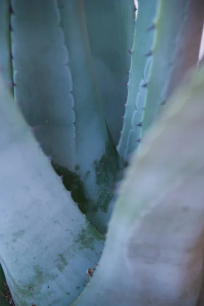 Mavi-yeşil agav yaprakları yakın çekim