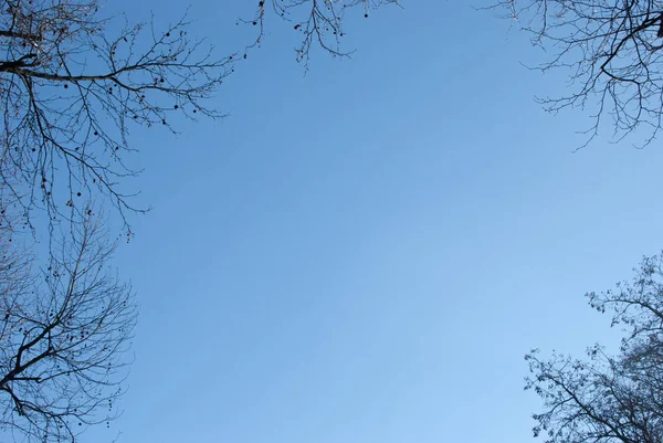 Kahle Äste Verschiedener Bäume Blauen Himmel — Stockfoto