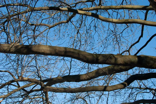 在阳光下晒得好的树枝 阳光明媚的冬天的大自然 — 图库照片