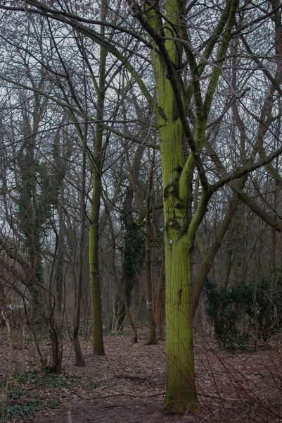 Kale Bomen Het Park — Stockfoto