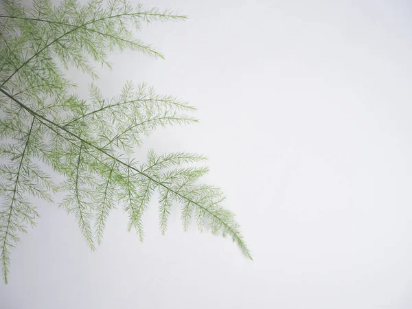 白色背景上的芦笋蕨类植物的浅绿色茎 — 图库照片