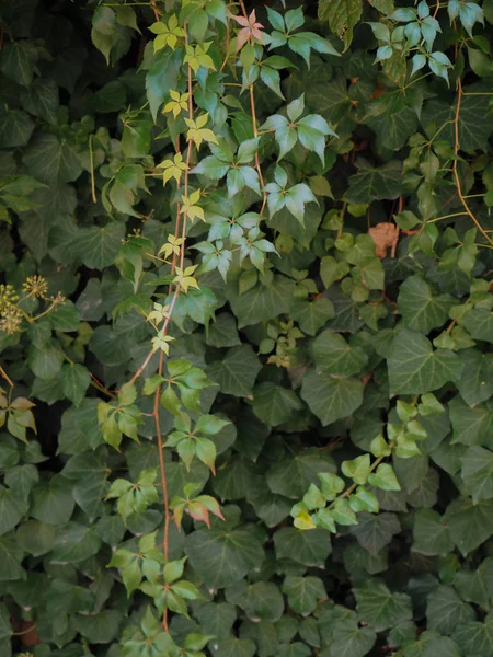 Vahşi sarmaşık ve sarmaşık tırmanma duvarında bırakır