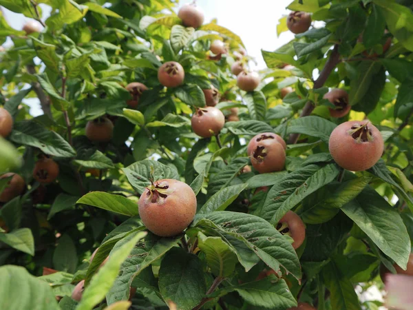 Muşmulası ağacı meyvesi tam yakın çekim