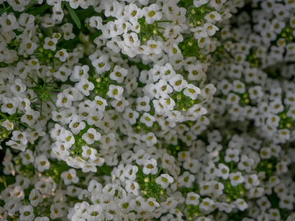 Close Branco Lobularia Maritima — Fotografia de Stock