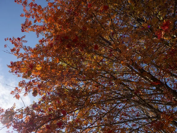 Gałęzie Pełne Czerwonych Liści Tle Błękitnego Nieba — Zdjęcie stockowe