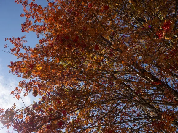 Grenar Som Full Röda Blad Blå Himmel Bakgrund — Stockfoto