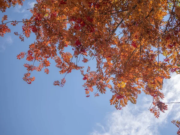 Röda Och Orange Blad Blå Himmel Bakgrund — Stockfoto