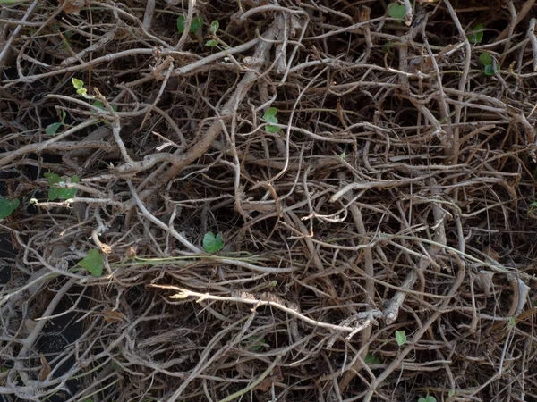 Karmaşık arapsaçı kuru dalları ile bazı yeşil sarmaşık yaprakları