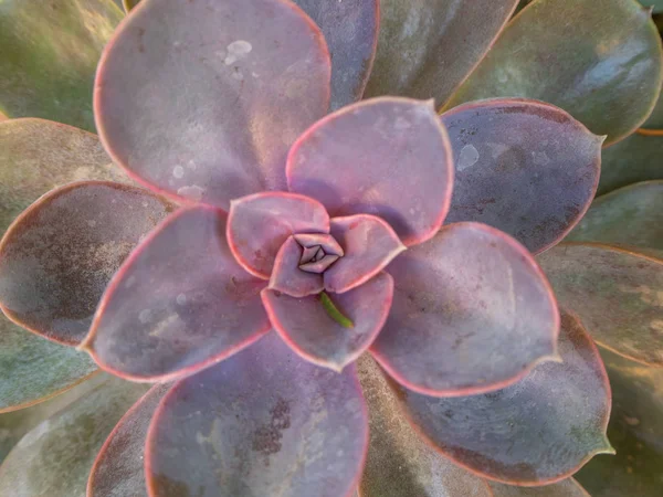 Echeveria Perle Von Nürnberg güzel pembe rozet ile