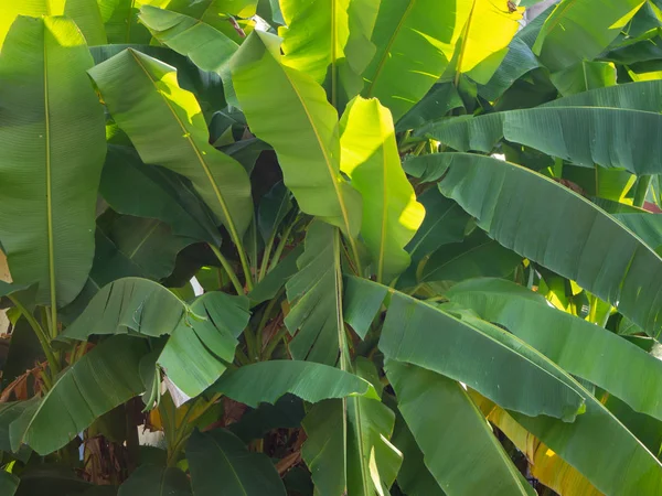 Hojas Plátano Tropical Bajo Luz Del Sol — Foto de Stock