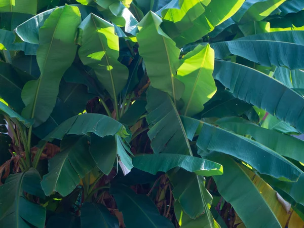 Textura Hojas Plátano Tropical — Foto de Stock