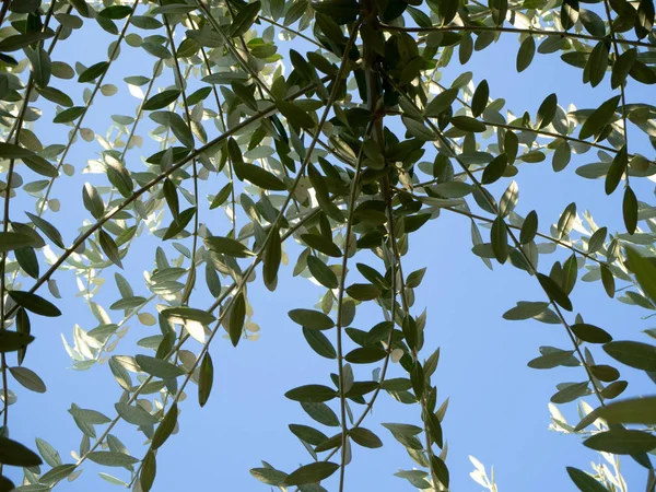 Zeytin Ağacı Dalları Altında Güneş Işığı Mavi Gökyüzü Arka Planda — Stok fotoğraf