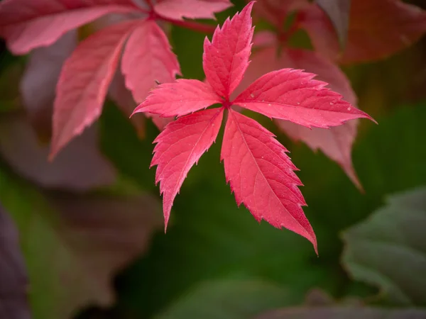 Close up of isolated red vine leaf. Shades of autumn leaves colors.