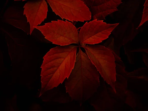 Sfondo Orizzontale Virginia Foglie Rampicanti Colorate Con Sfumature Rosso — Foto Stock
