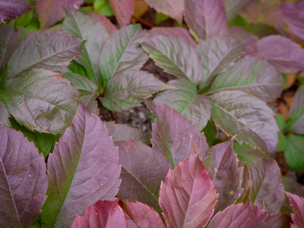 Glossy Vine Leaves Autmn Colors Shades Autumn Leaves Colors — Stock Photo, Image