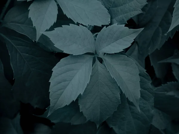 维吉尼亚爬行者叶子的水平背景颜色与蓝色灰色的阴影 — 图库照片