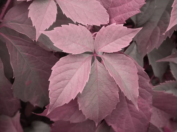 Horizontal Background Virginia Creeper Leaves Colored Shades Pink Gray — Stock Photo, Image