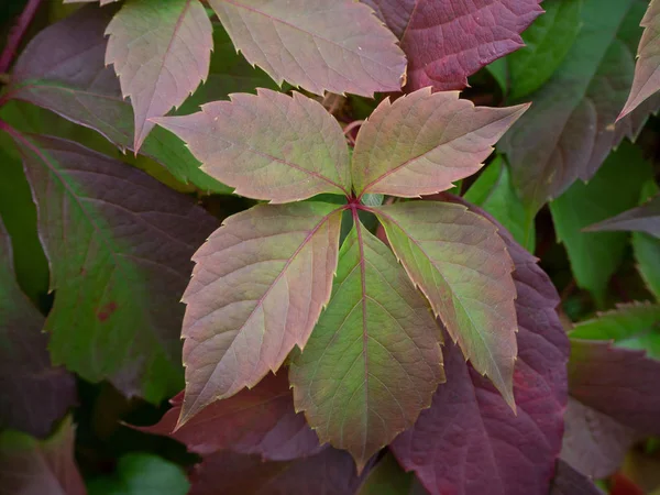 Tutup Dari Daun Anggur Yang Indah Dengan Nuansa Warna Musim — Stok Foto