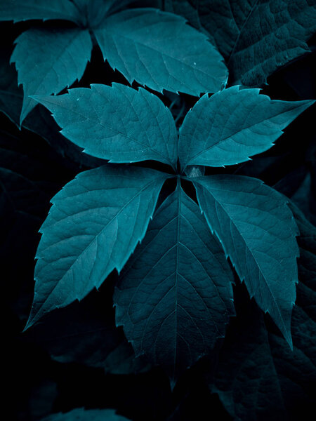 Vertical background of Virginia creeper leaves colored with shades of dark azure