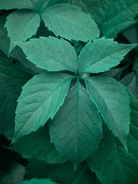 Vertical background with bright green Virginia creeper leaves