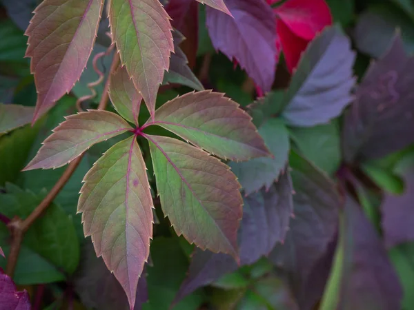 Sfondo Autunnale Con Virginia Foglie Rampicante Sfumature Autunno Foglie Colori — Foto Stock